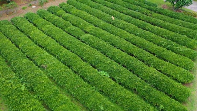 Lush green rows of tea plants growing in a plantation