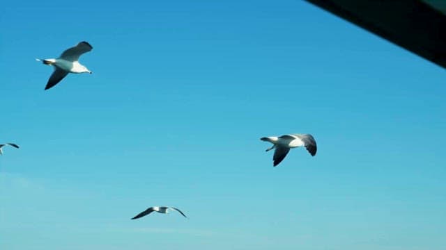 Seagulls Soaring Against Clear Blue Sky