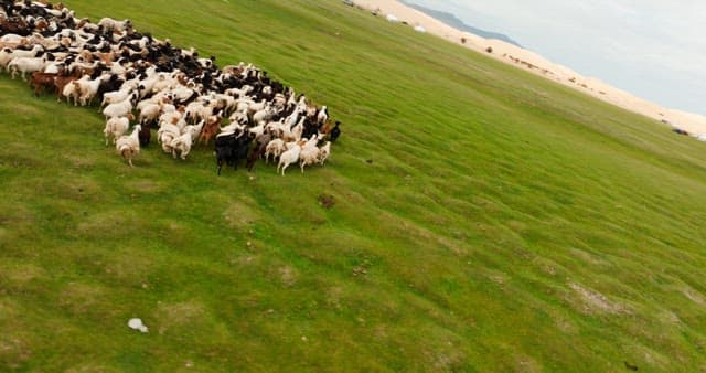 Herd of sheep and goats on a vast plain