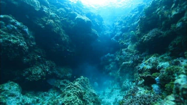Underwater Diving Adventure in Coral Reef