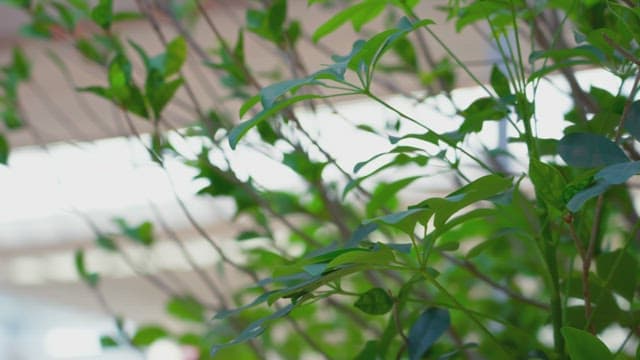 Indoor plants with soft lighting