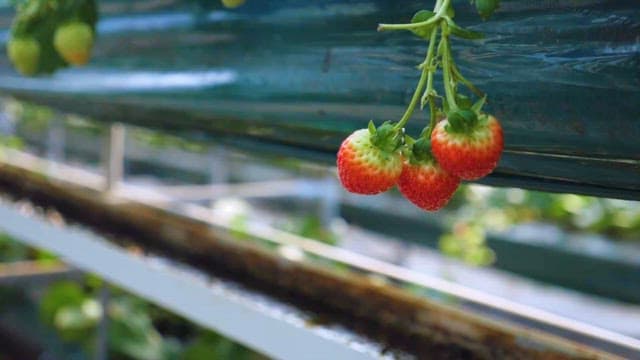 Ripe Strawberries Hanging in Greenhouse