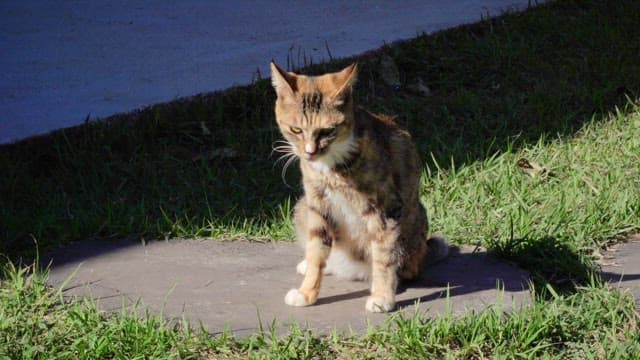 Cat grooming on a sunny day in the garden