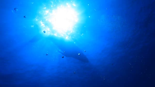 Whale silhouette under the sea in sunlight