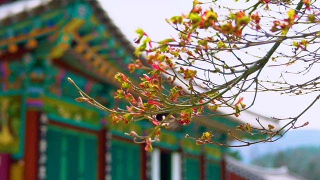 Budding Branches in Front of a Temple