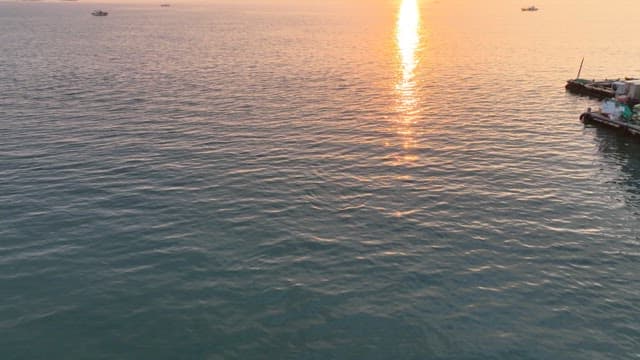 Finless porpoise swimming in the calm ocean during sunset