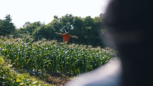 Woman Facing a Scarecrow Guarding a Corn Field
