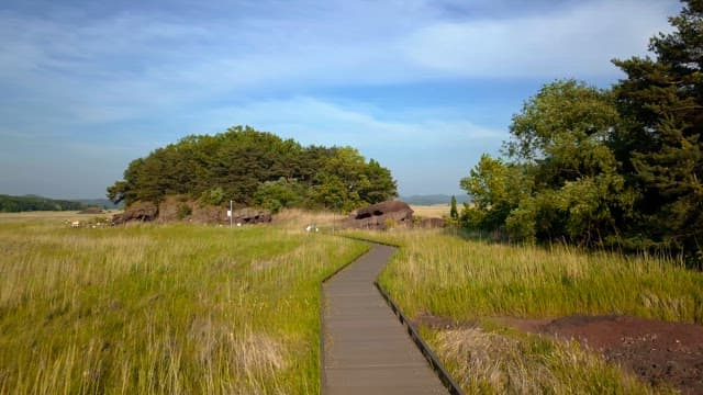 Scenic path through a grassy field