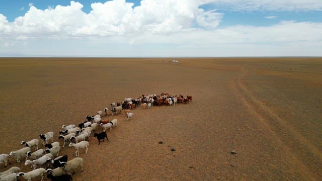 Herd of sheep and goats in a vast desert