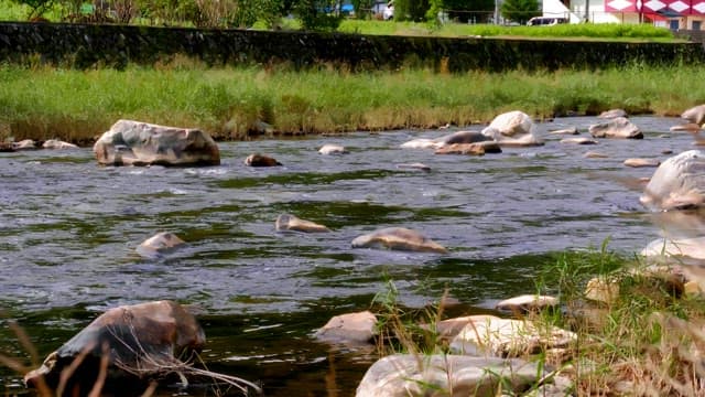 Stream with lots of rocks and pebbles flowing through a bushes