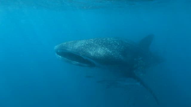 Whale Shark Surrounded by Fish