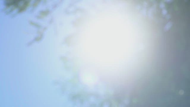 Sunlight filtering through leaves on a sunny day