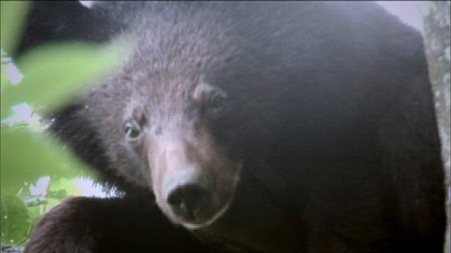 Asiatic black bear in the forest