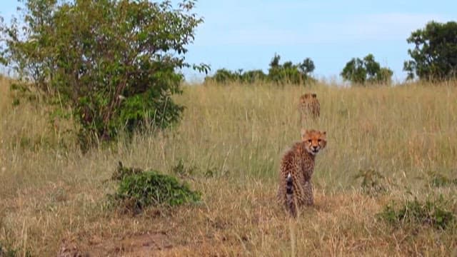 Cheetahs Wandering Through the Savannah Grass