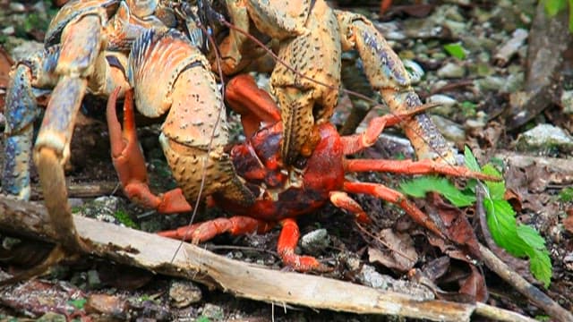 Coconut crab attacking red crab