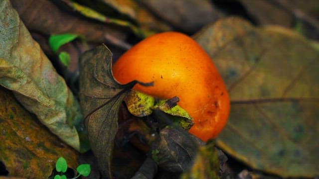 Ripe orange persimmon on fallen leaves