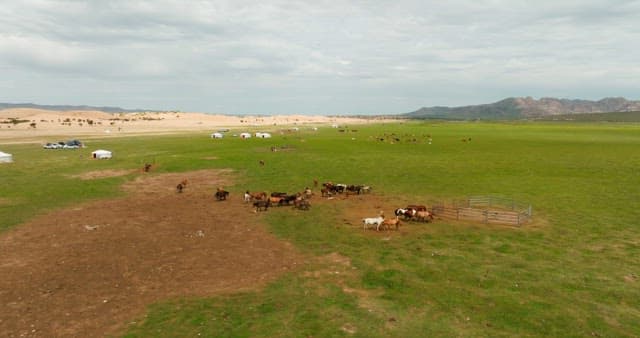 Horses grazing on a vast green pasture
