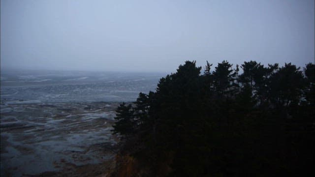 Misty Coastal Landscape with Trees