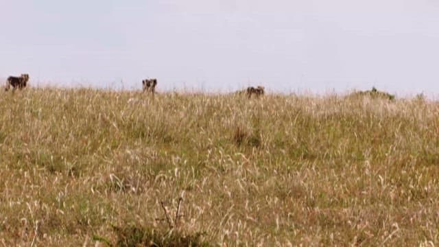 Hyenas Moving Through Tall Grassland