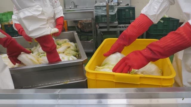 Sorting pickled cabbage while wearing rubber gloves in factory