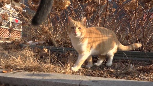 Cats exploring near a cafe with heart decor