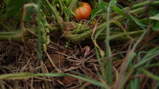 Freshly harvested tomatoes and peppers arranged in a basket