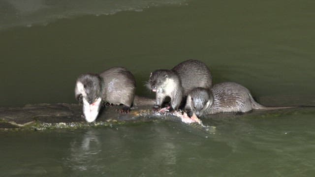 Otters eating a fish in the water at night
