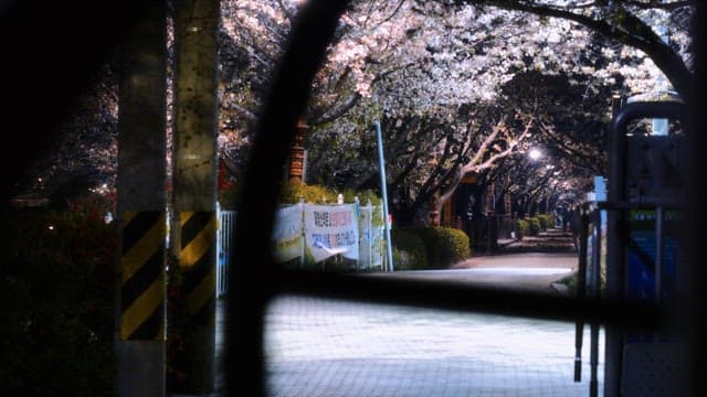 Cherry blossoms lining a quiet street