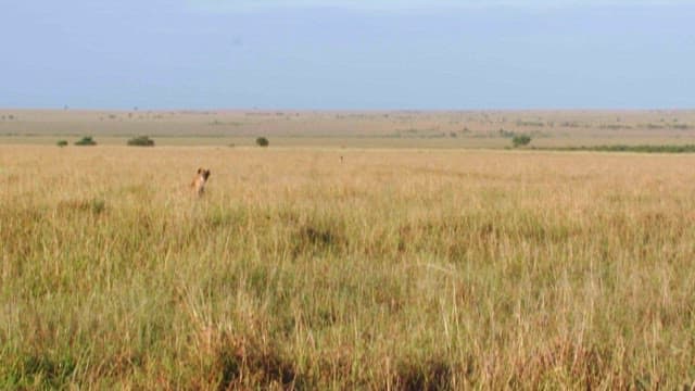 Hyena resting in the vast savanna grasslands