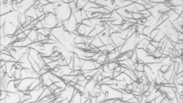 Microscopic View of Organisms in Motion