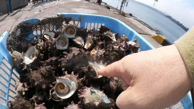 Basket full of fresh murex near a seaside pier
