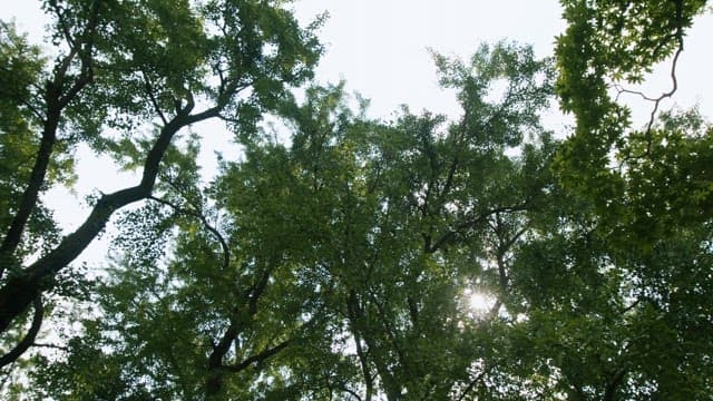 Sunlight Shining Through Green Tree Canopy