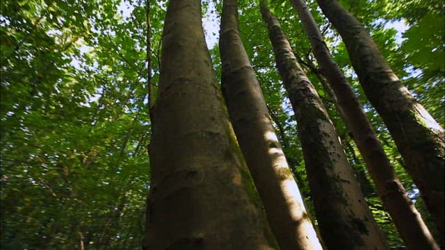 Serene Forest with Sunlight and Tall Trees