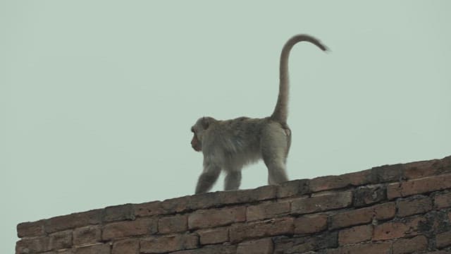 Monkey walking on a brick wall under a pale green sky