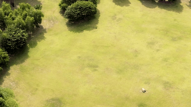 Aerial view of a green field with trees