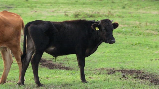 Two cows standing in a green field