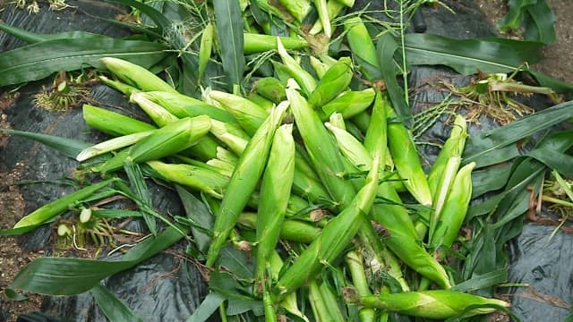 Freshly Harvested Green Corn Piled on the Ground