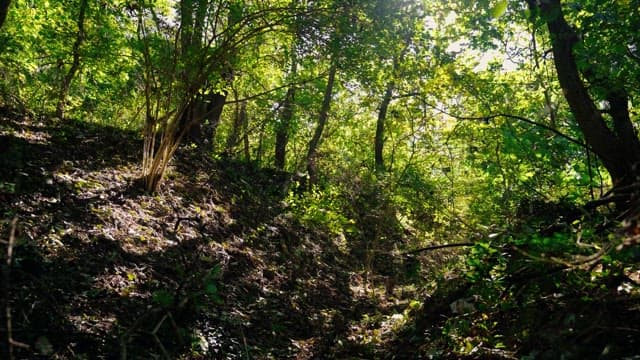 Dense forest covered in lush green foliage on a bright day