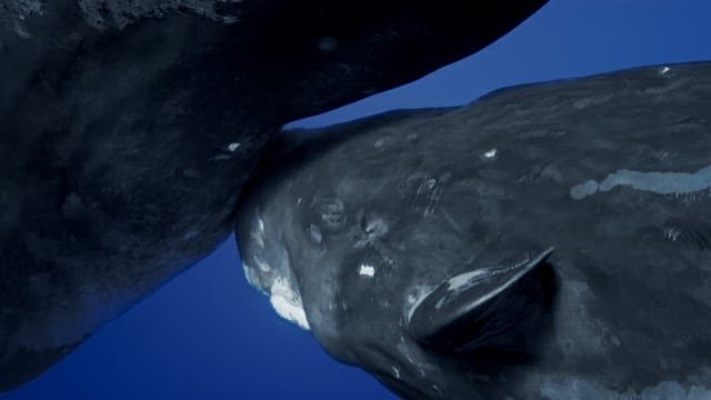 Baby sperm whale suckling its mother's milk
