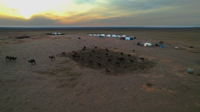 Nomad Settlement at Sunset with Gers and Livestock