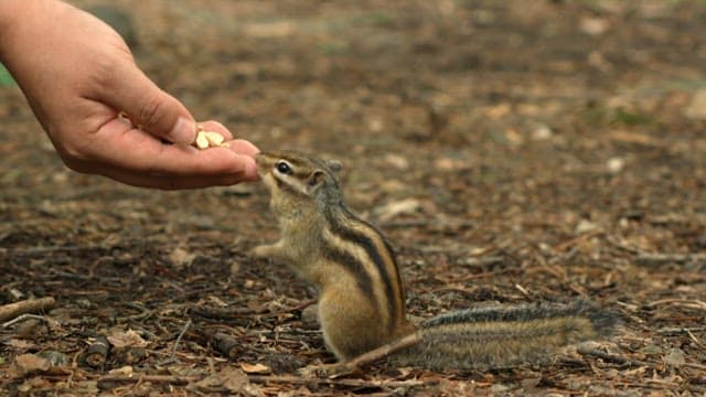 Squirrel feeding from a human hand