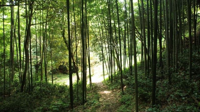 A serene bamboo forest with sunlight