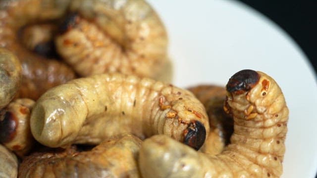 Dried edible cicada larvas on a white plate