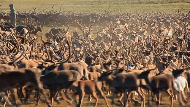 Herd of Reindeer Grazing in Wild Nature