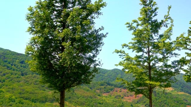 Green trees swaying quietly in the wind on a clear day