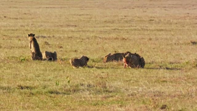 Cheetahs Feeding and Resting in Savannah