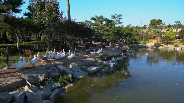 Geese Gathering by a Serene Park Pond