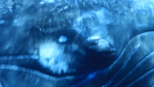 Majestic Whale Swimming Under Ocean Surface