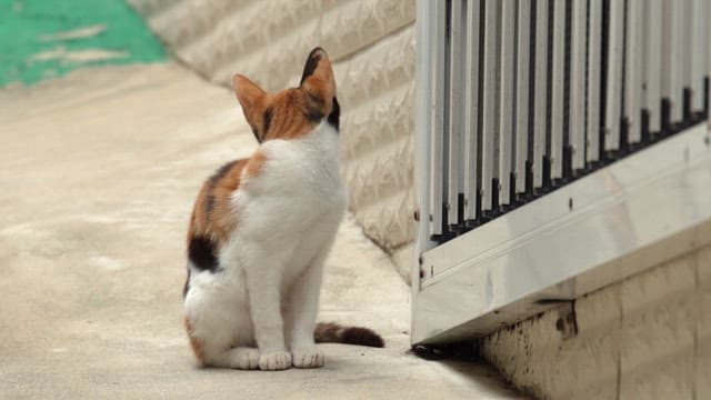 Cat sitting and observing near a fence