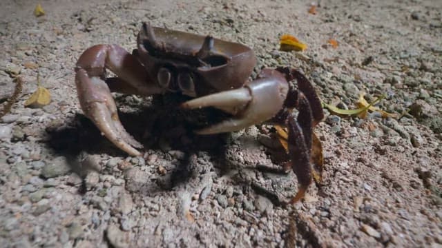 Coconut crab moving on a rocky surface